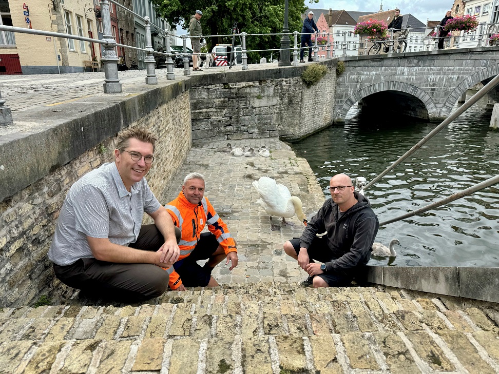 Zorg voor Brugse zwanen werpt zo z’n vruchten af