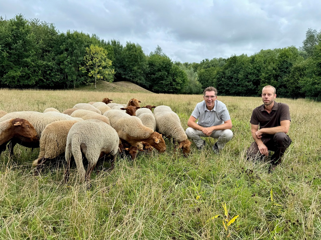 Schapen houden het grasland aan Brugs Duivekeetbos natuurlijk net