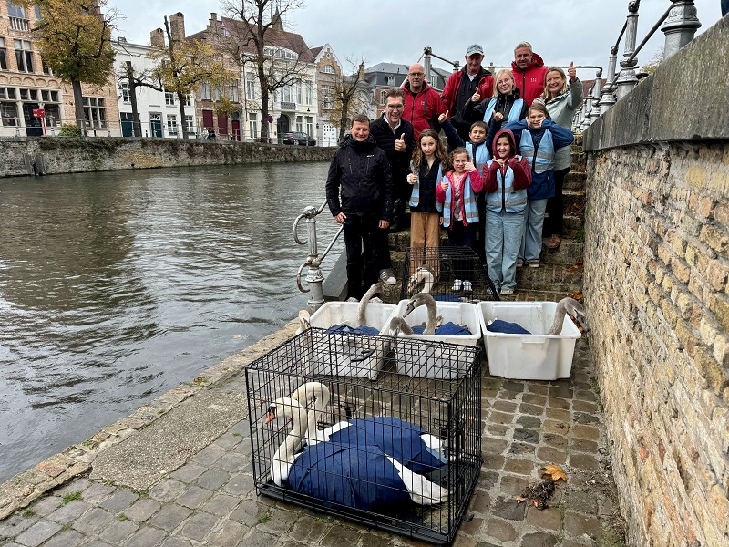 Zeven jonge zwanen en hun ouders weer veilig te water gelaten aan Carmersbrug